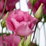 Lisianthus F1 Cessna Rose III (graines enrobées)