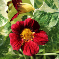 Capucine naine Velvet Troika