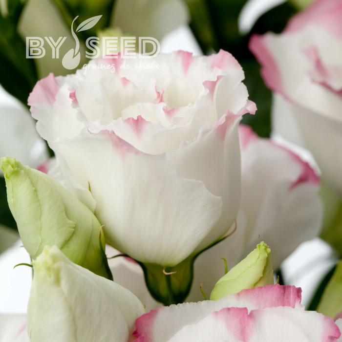 Lisianthus F1 Cessna Rose Picotee III (graines enrobées)