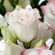 Lisianthus F1 Cessna Rose Picotee III (graines enrobées)