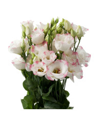 Lisianthus F1 Cessna Vogue IV (graines enrobées)
