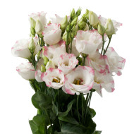 Lisianthus F1 Cessna Rose Picotee III (graines enrobées)