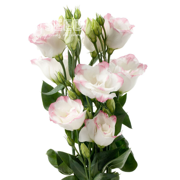 Lisianthus F1 Cessna Rose Picotee III (graines enrobées)