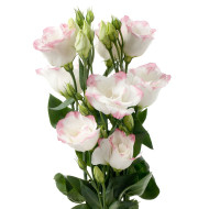 Lisianthus F1 Cessna Rose Picotee III (graines enrobées)