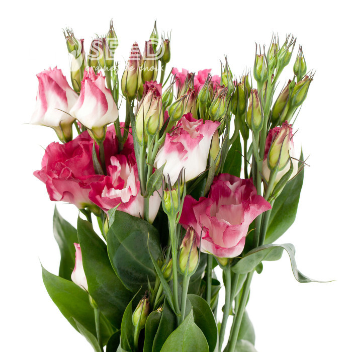 Lisianthus F1 Cessna Vogue IV (graines enrobées)