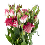 Lisianthus F1 Cessna Vogue IV (graines enrobées)