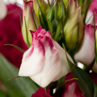 Lisianthus F1 Cessna Vogue IV (graines enrobées)