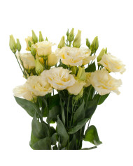 Lisianthus F1 Cessna Vogue IV (graines enrobées)