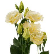 Lisianthus F1 Cessna Yellow III (graines enrobées)