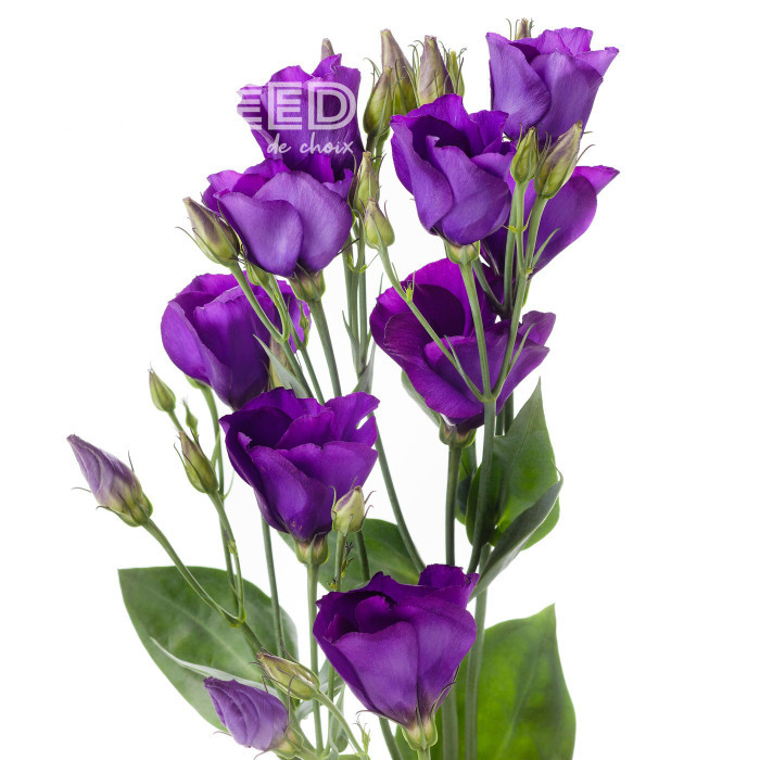 Lisianthus F1 Colorado Purple Imp. II (graines enrobées)
