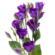 Lisianthus F1 Colorado Purple Imp. II (graines enrobées)