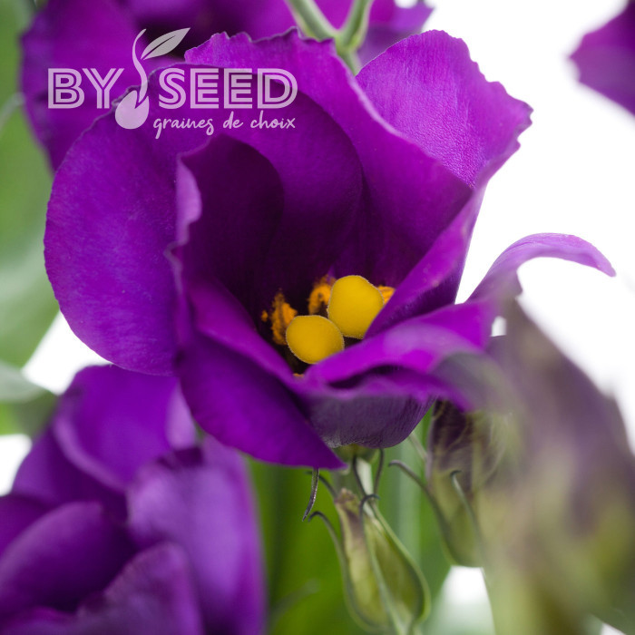 Lisianthus F1 Colorado Purple Imp. II (graines enrobées)