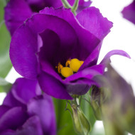 Lisianthus F1 Colorado Purple Imp. II (graines enrobées)