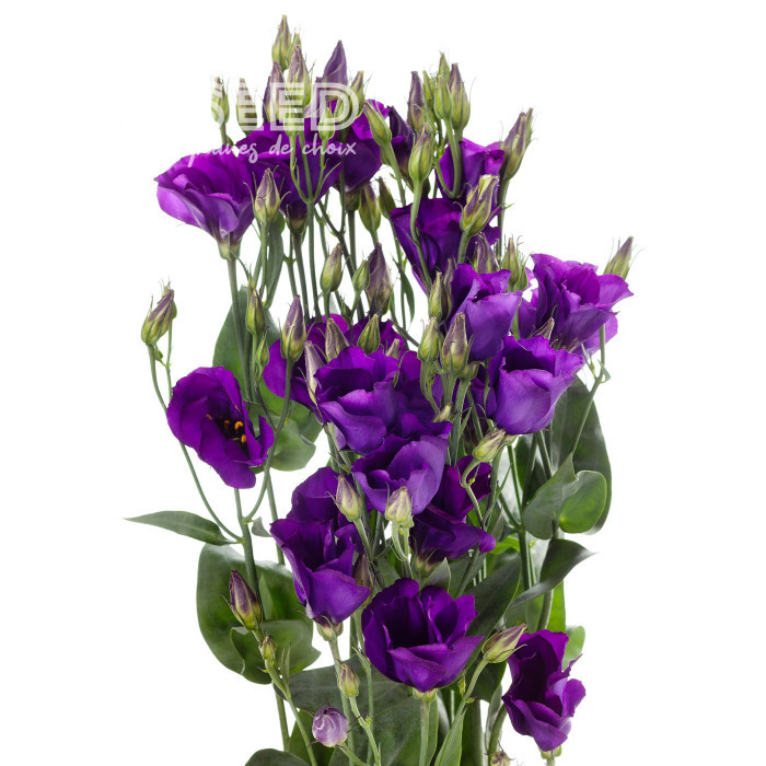 Lisianthus F1 Colorado Purple Imp. II (graines enrobées)