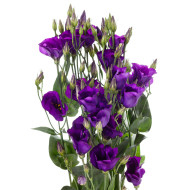 Lisianthus F1 Colorado Purple Imp. II (graines enrobées)