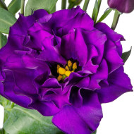 Lisianthus F1 Evanthi Purple II-III (graines enrobées)
