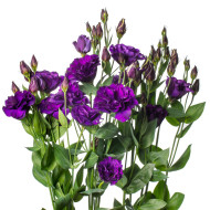 Lisianthus F1 Evanthi Purple II-III (graines enrobées)