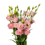 Lisianthus F1 LisAdora® Light Pink III (graines enrobées)