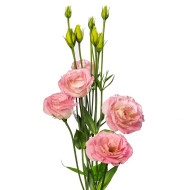 Lisianthus F1 LisAdora® Light Pink III (graines enrobées)
