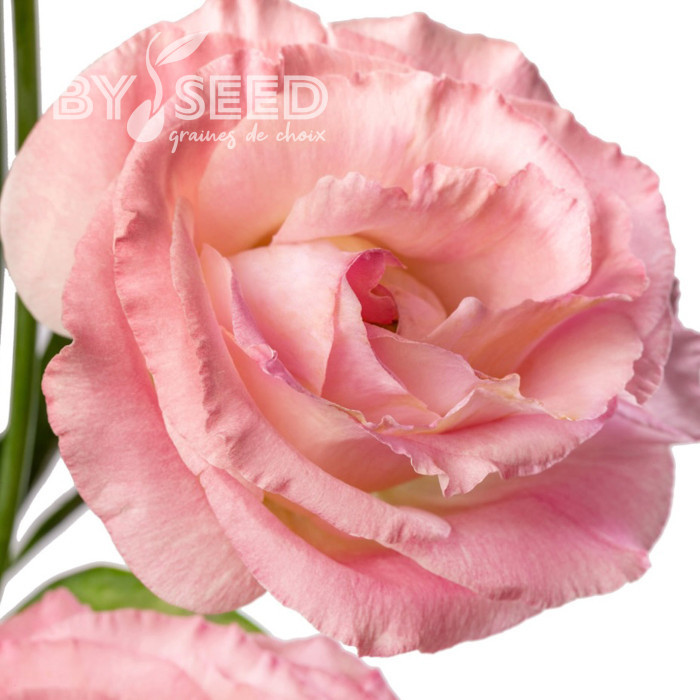 Lisianthus F1 LisAdora® Light Pink III (graines enrobées)