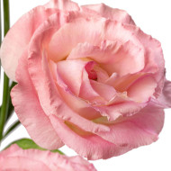 Lisianthus F1 LisAdora® Light Pink III (graines enrobées)
