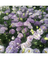 Lisianthus F1 LisAdora® Light Pink III (graines enrobées)