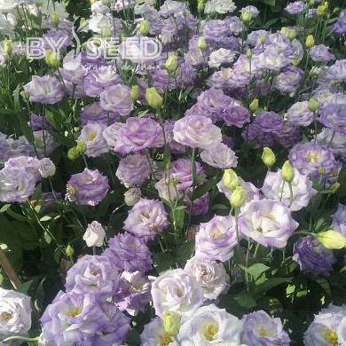 Lisianthus F1 LisAdora® Misty Blue III (graines enrobées)