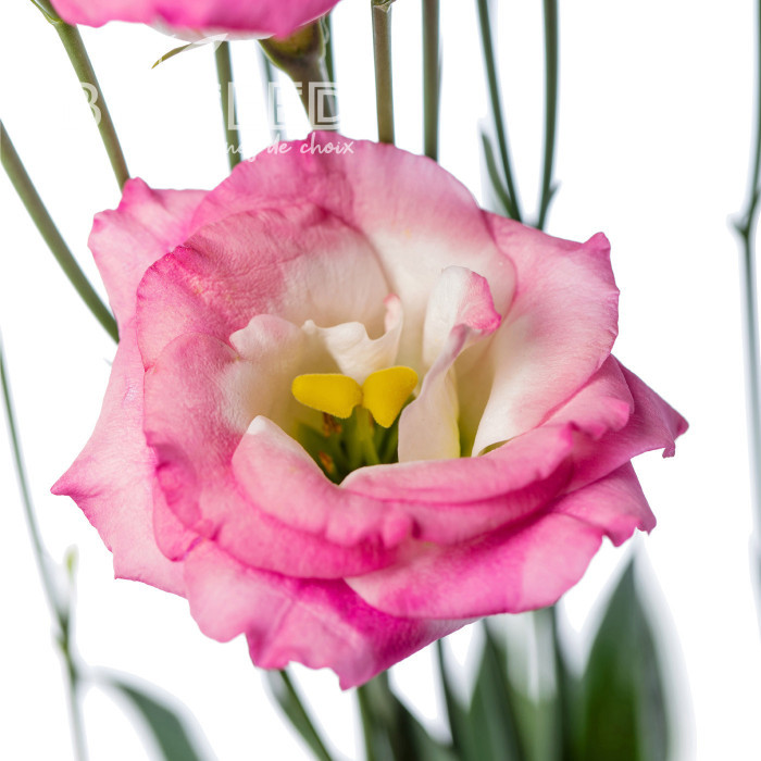 Lisianthus F1 LisAdora® Pink Picotee II-III (graines enrobées)