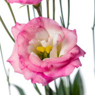 Lisianthus F1 LisAdora® Pink Picotee II-III (graines enrobées)