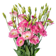 Lisianthus F1 LisAdora® Pink Picotee II-III (graines enrobées)
