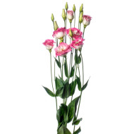 Lisianthus F1 LisAdora® Pink Picotee II-III (graines enrobées)