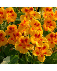 Estragon du Mexique - Tagetes lucida BIO