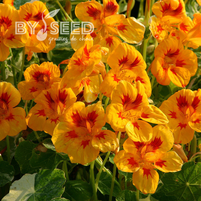 Capucine naine Yellow Troika