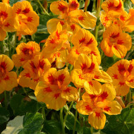 Capucine naine Yellow Troika