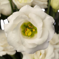 Lisianthus F1 LisAdora® Pure White III (graines enrobées)