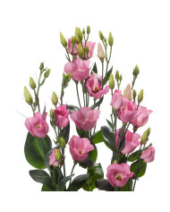 Lisianthus F1 LisAdora® Pure White III (graines enrobées)
