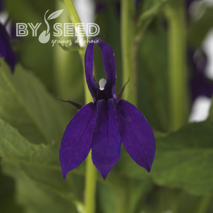 Lobelia Starship Blue (graines enrobées)