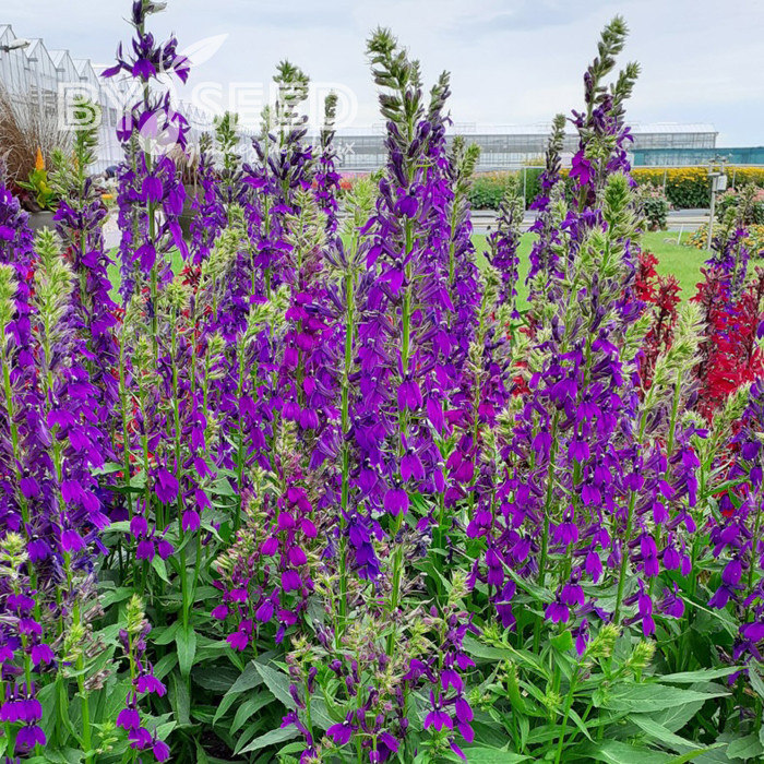 Lobelia Starship Blue (graines enrobées)