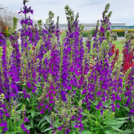 Lobelia Starship Blue (graines enrobées)