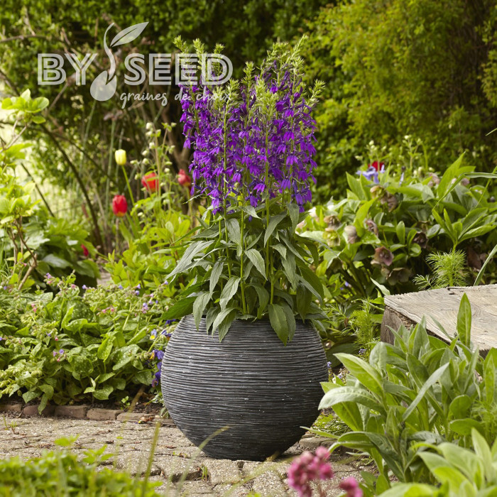 Lobelia Starship Blue (graines enrobées)