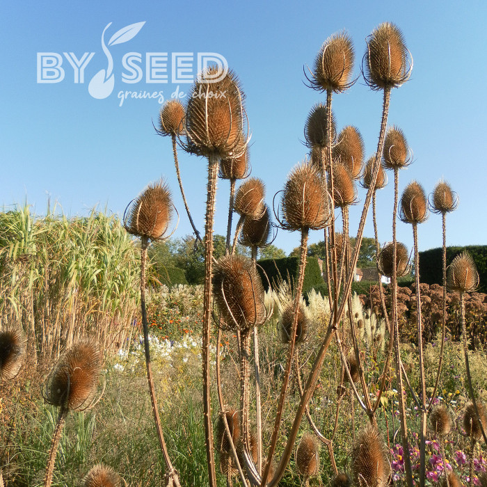 Cardère sauvage - Dipsacus sylvestris