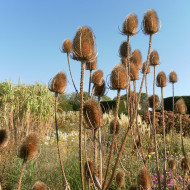 Cardère sauvage - Dipsacus sylvestris