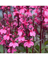 Lobelia Starship Blue (graines enrobées)