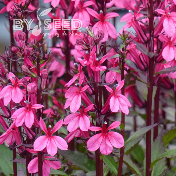 Lobelia Starship Rose (graines enrobées)