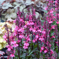 Lobelia Starship Rose (graines enrobées)