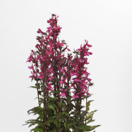Lobelia Starship Rose (graines enrobées)