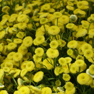 Matricaire double Amazone (graines enrobées)