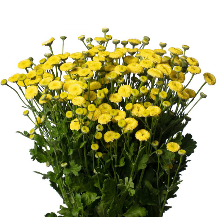 Matricaire double Amazone (graines enrobées)