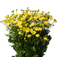 Matricaire double Amazone (graines enrobées)