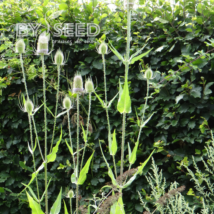 Cardère sauvage - Dipsacus sylvestris